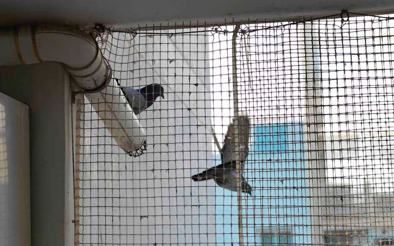 Pigeon Net