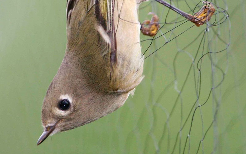 Bird Net