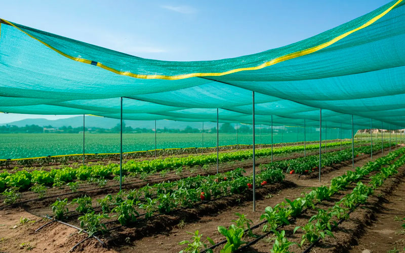 Green Shade Net