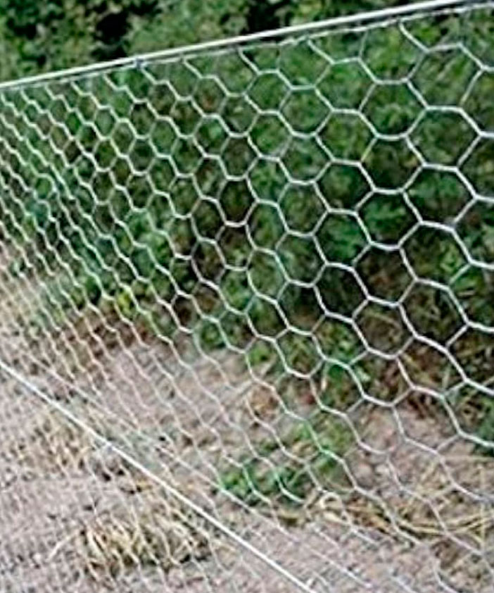 Fencing Chick