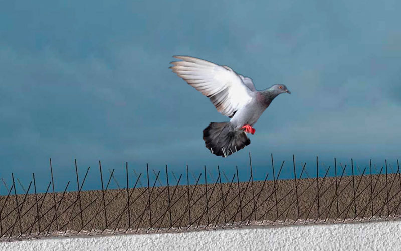Best Bird Spike Installation Services In Noida